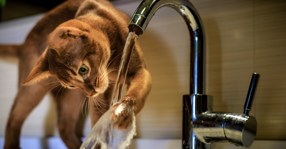 Les chats apprécient boire de l'eau qui coule