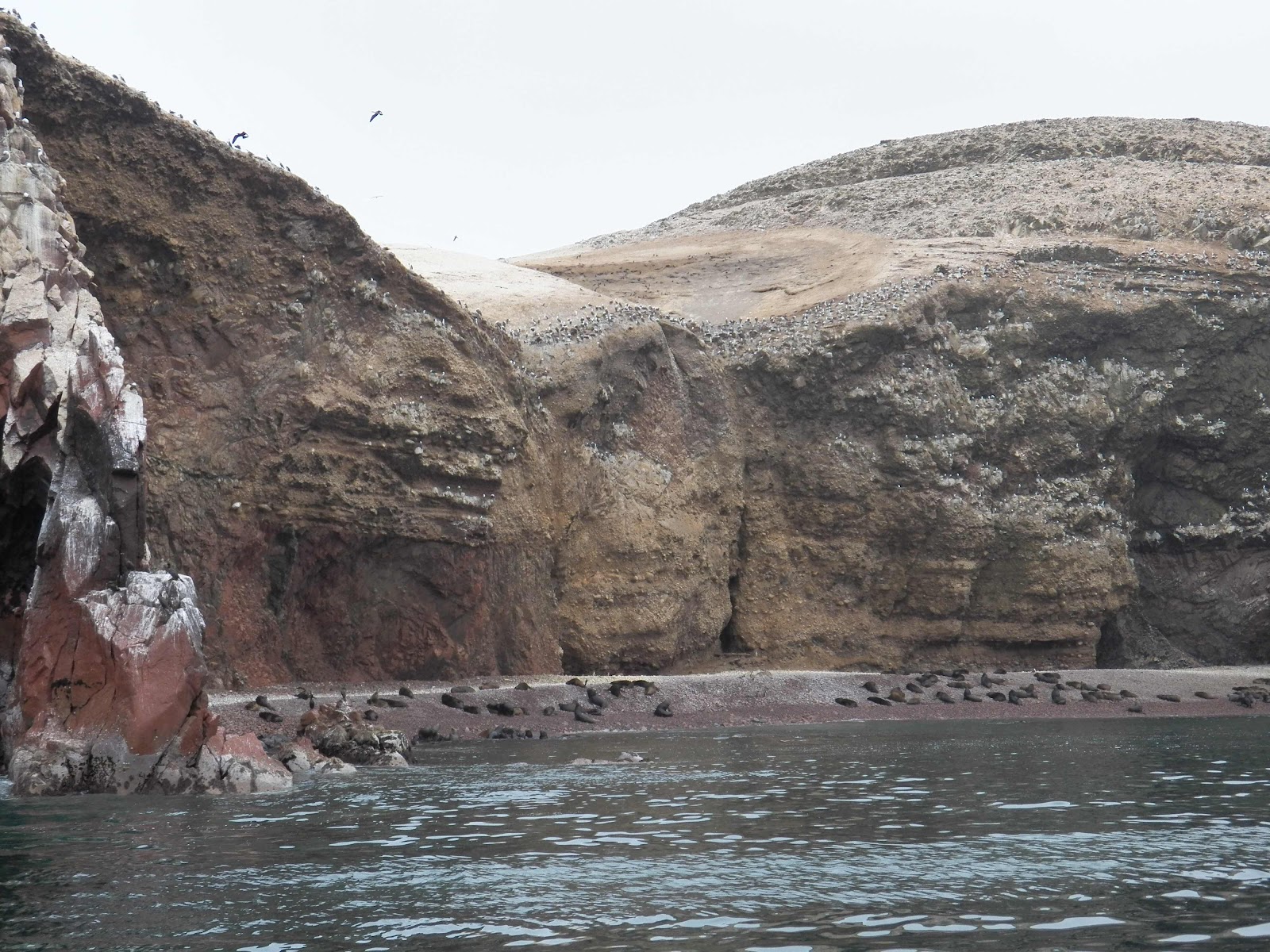 Lobos de Mar, Islas Ballestas, Peru