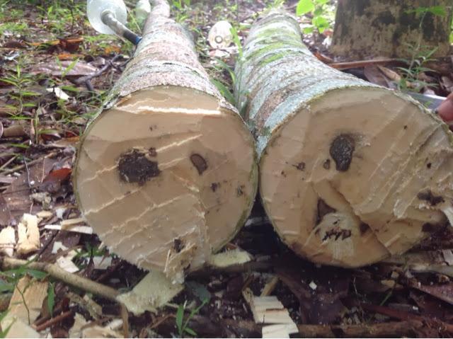 Jual Bibit Gaharu Brebes