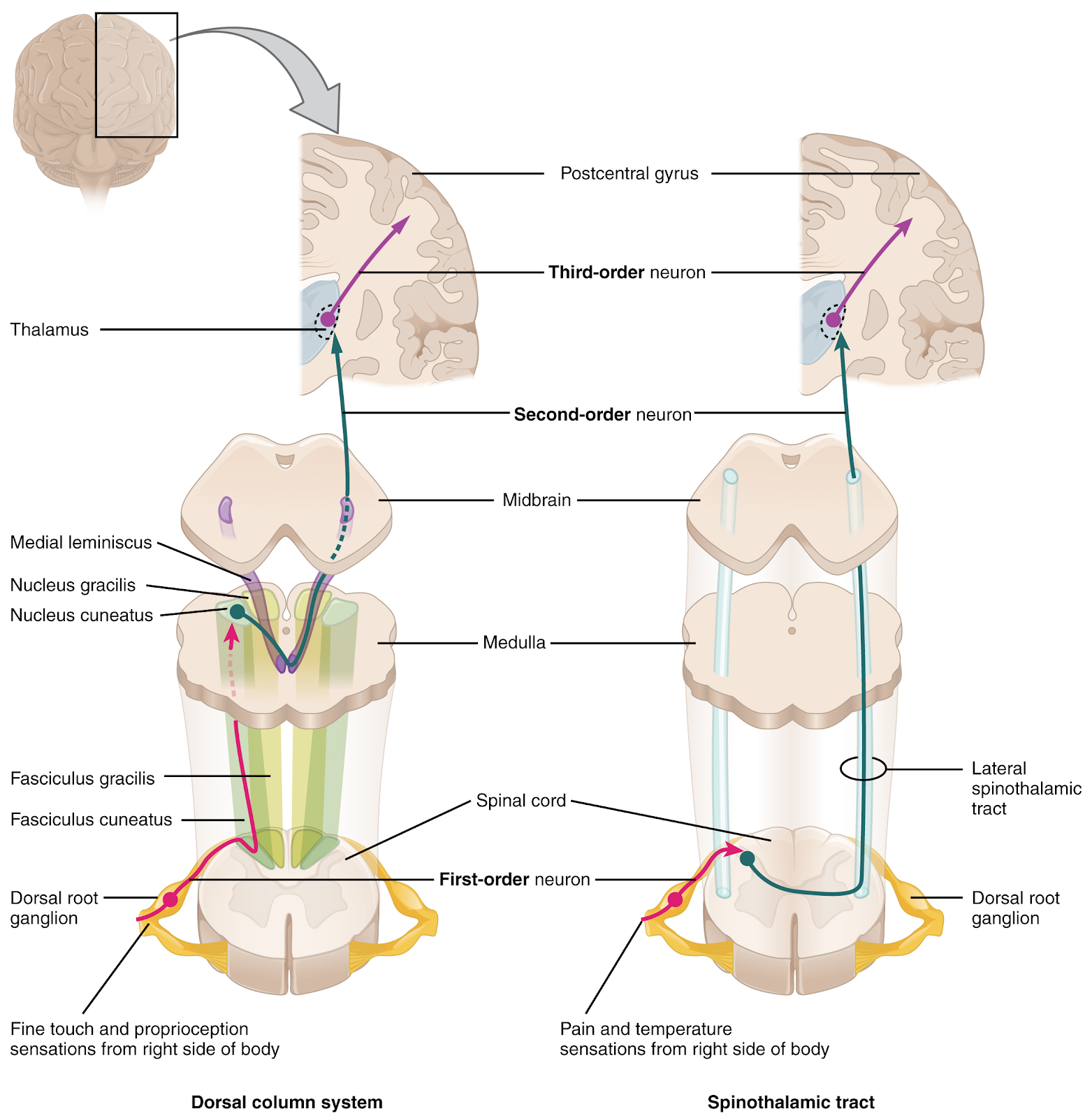 Spinal cord ascending tracts