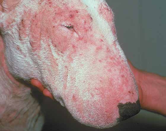 Bacterial facial and nasal pyoderma in a 5-year-old castrated Bull Terrier. Note that the planum nasale is spared. (Courtesy of Dr. Sonya Bettenay)