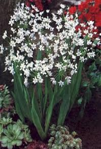 allium neapolitanum