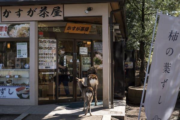 Sika deer have been seen roaming the streets of Nara, Japan, as the number of tourists to Nara Park, where they usually live and are fed, has plummeted.