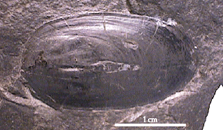 lingula2