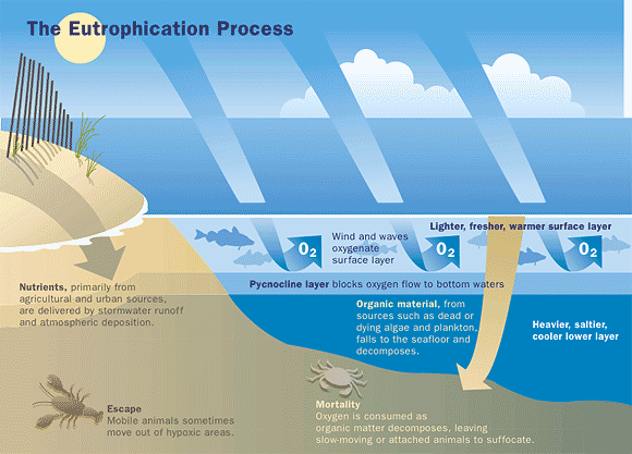 make a presentation about water pollution based on the diagram