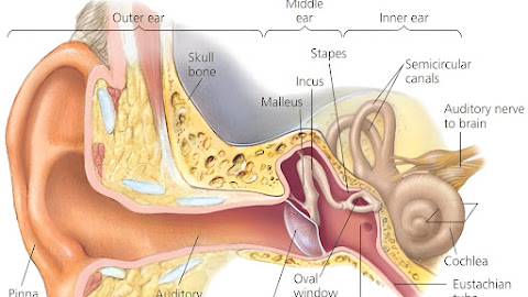 Anatomy and physiology of human ear
