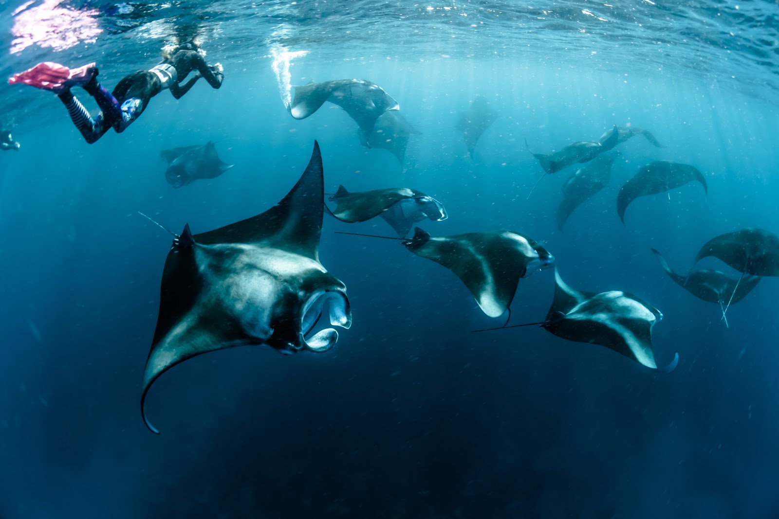 manta point labuan bajo