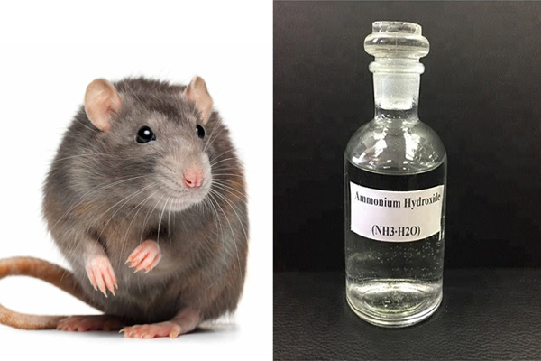 Chuột có sợ mùi Amoniac?