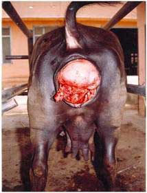 Prepartum vaginal prolapse in a 6-month pregnant buffalo. The rectal prolapse is of a severe nature.