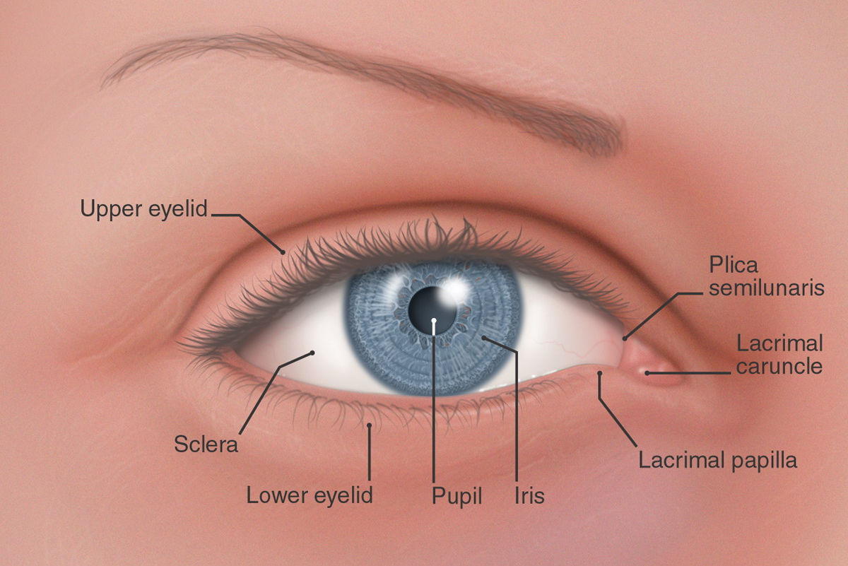 Веко на латыни. Полулунная складка (третье веко). Складочка в уголке глаза. Полулунная складка конъюнктивы.