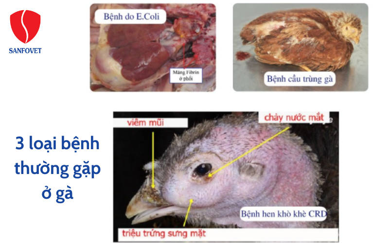 3 loại bệnh thường gặp ở gà