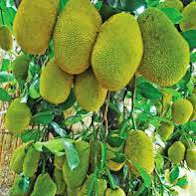 Hoa hồng leo, hoa sứ, hương thảo ,từ la lan ,huệ, cẩm tú cầu ,hồng môn - 14