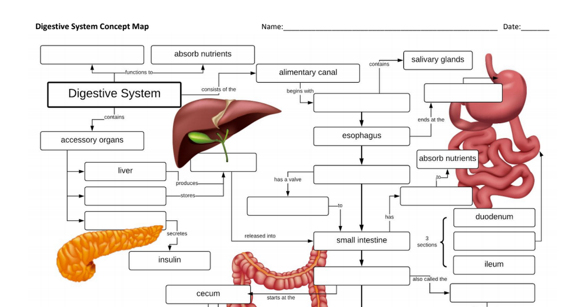 Digestive System Concept Map Pdf Google Drive