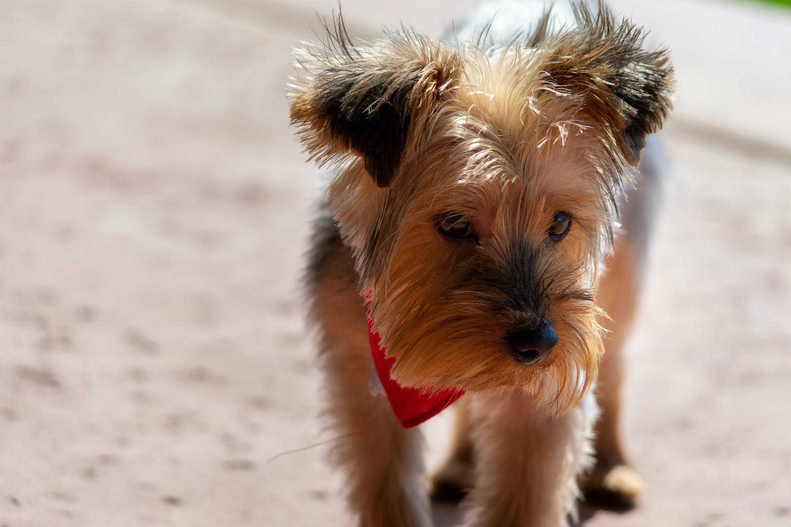 Are Yorkies High Maintenance? 