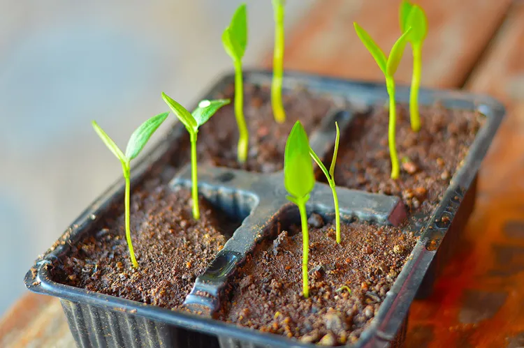 Tips on How to Make Sure Pepper Seeds Germinate