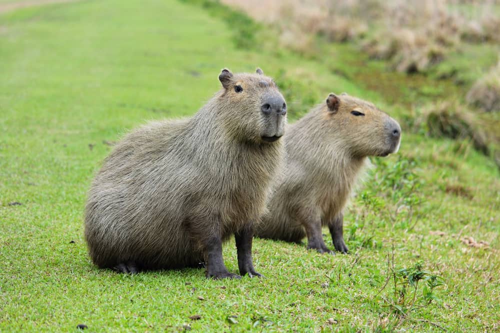 Capybaras
