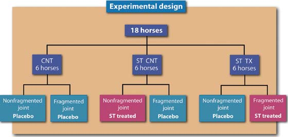 Design of experiments to assess the value of direct IA injection of a corticosteroid into an osteoarthritic joint (ST TX) and injection of IA corticosteroid in a remote joint (ST CNT) compared to a saline-injected control (CNT).