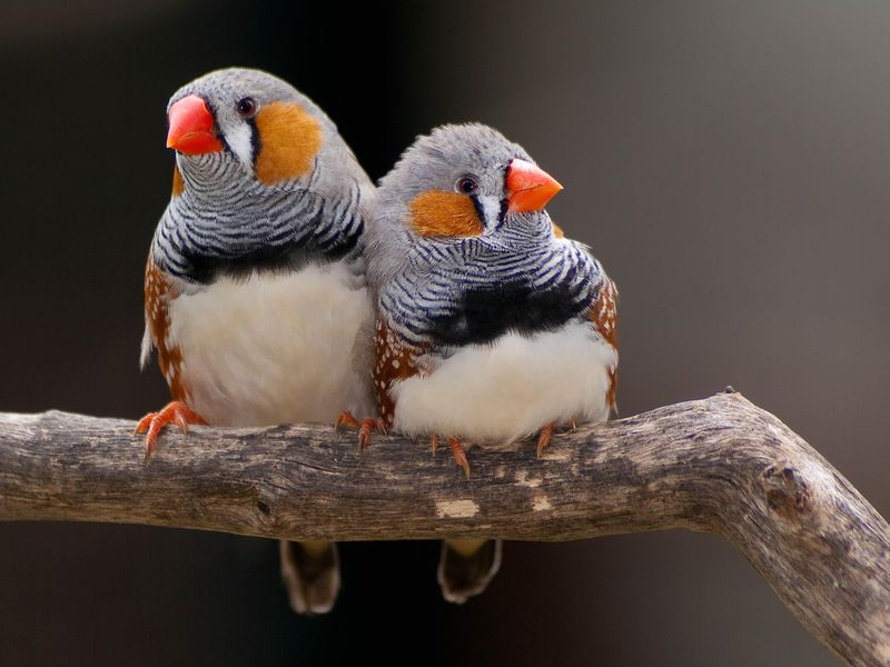 Top 6 Most Beautiful Finches - Endless Awesome