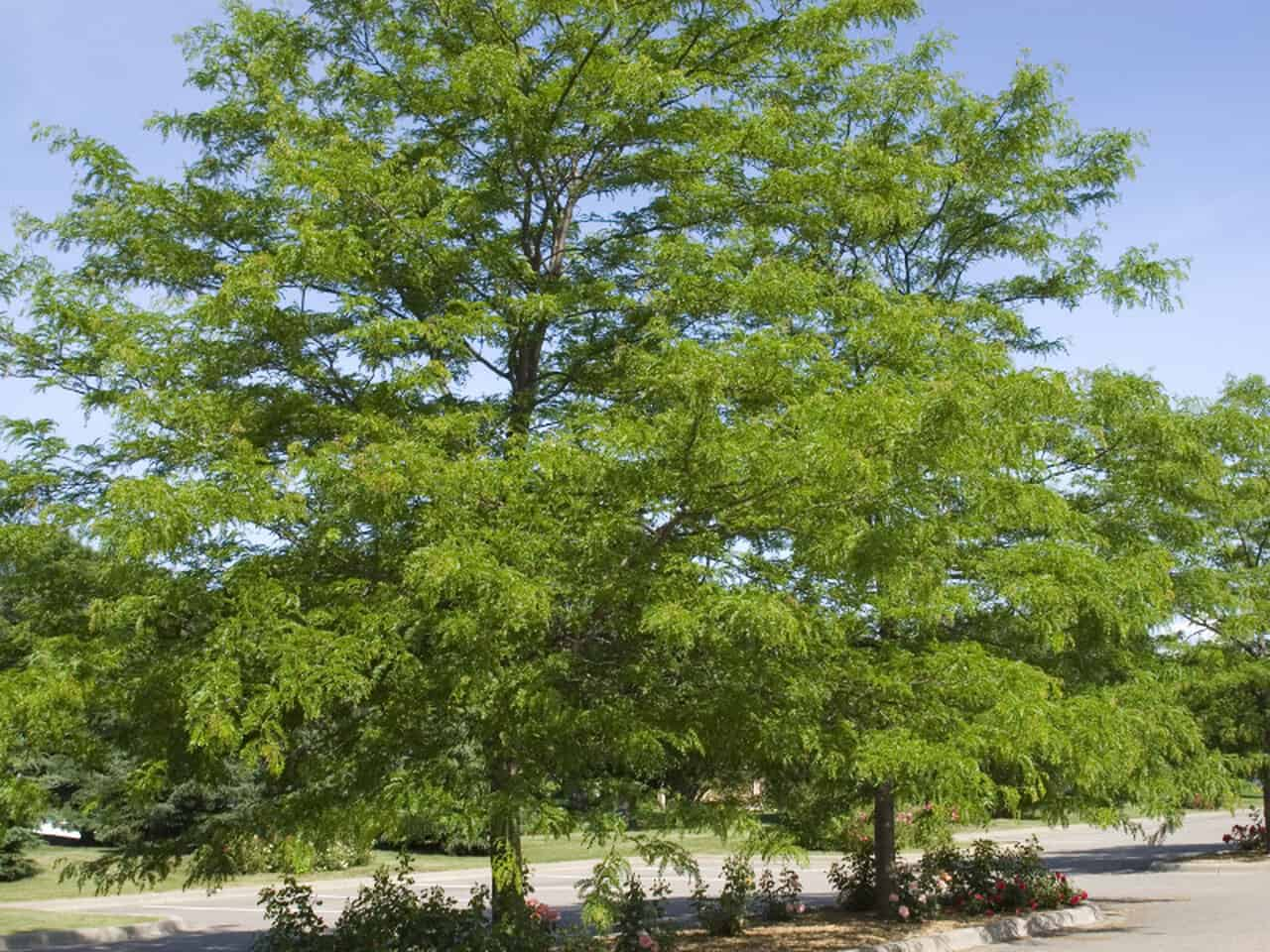 What are the fire characteristics of honey locust firewood