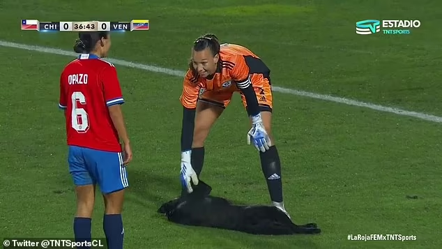 Dog laying on soccer pitch getting a belly rub from female soccer goalie while other player watches