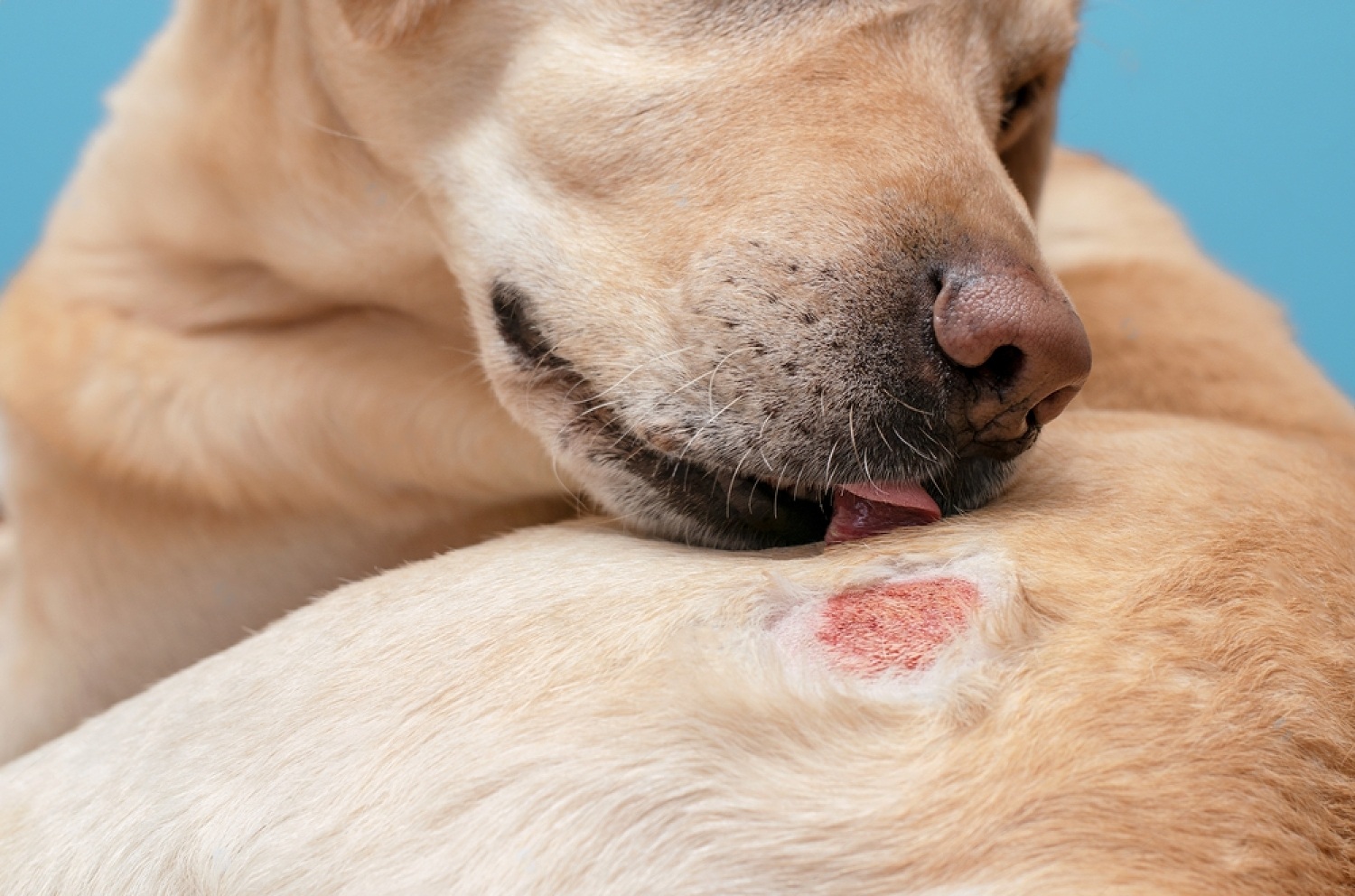 Dog Wound Healing Stages Pictures, How Does It Help? Petsmart