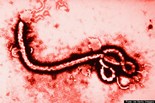 o-EBOLA-570-small.jpg