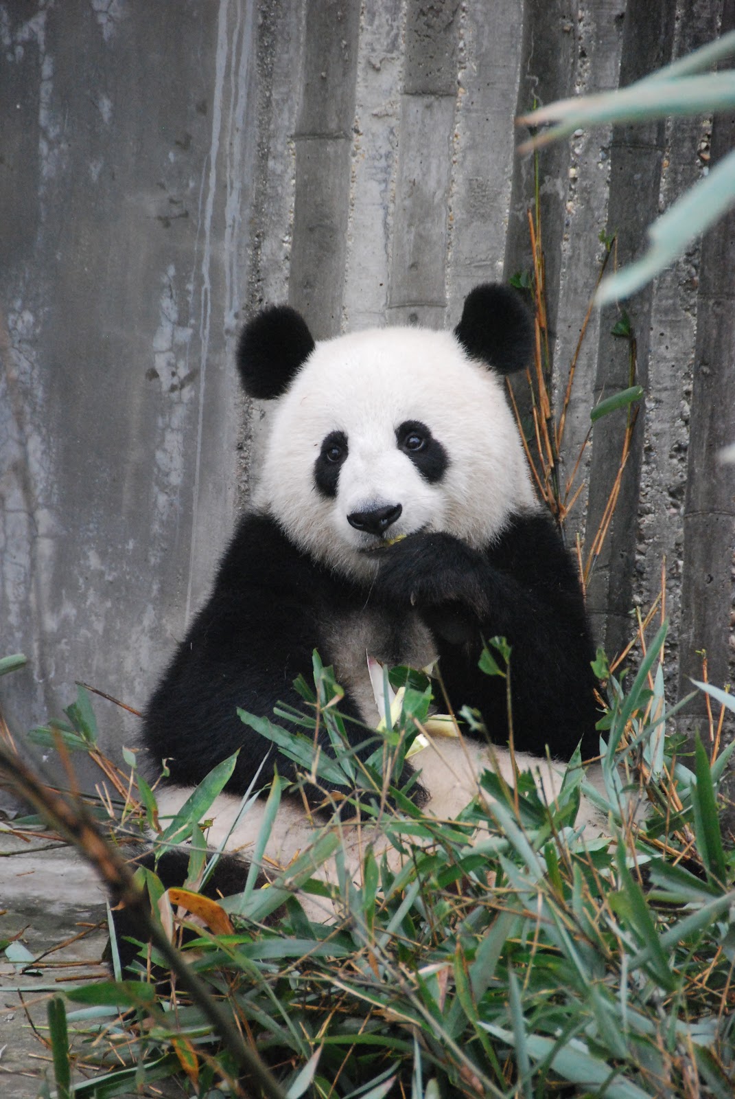 https://upload.wikimedia.org/wikipedia/commons/3/3e/Panda-bear-on-green-grass-3608263.jpg