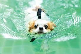 Dogs are incredible swimmers.jpg
