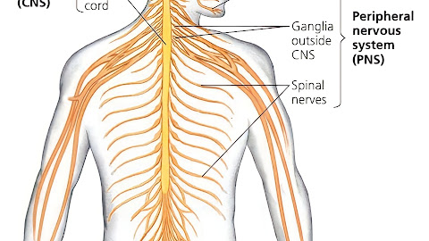 Human Nervous System