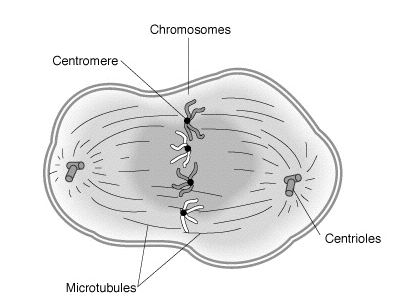 A depiction of metaphase, where the microtubules line up the chromosomes at the center of the cell.