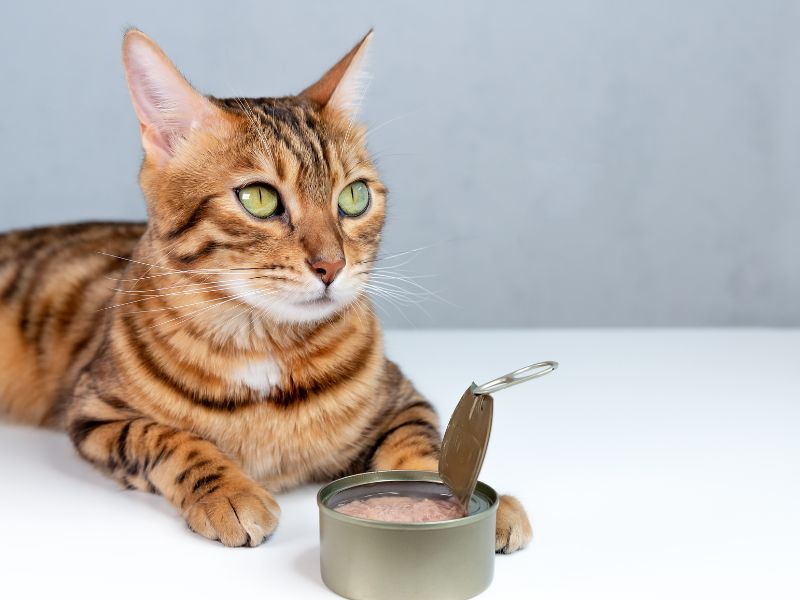 ensuring-proper-cat-nutrition