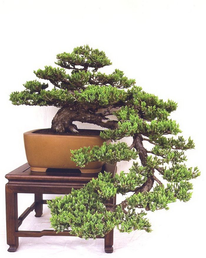 The Ultimate Bonsai Style Chart | What You Need to Know