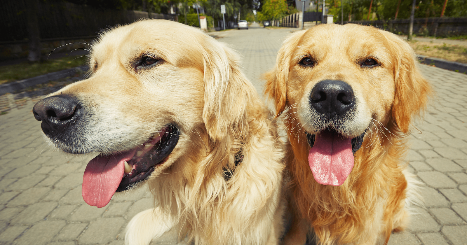 Two Golden Retrievers sitting side by side