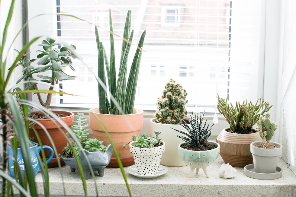Plants on a home windowsill