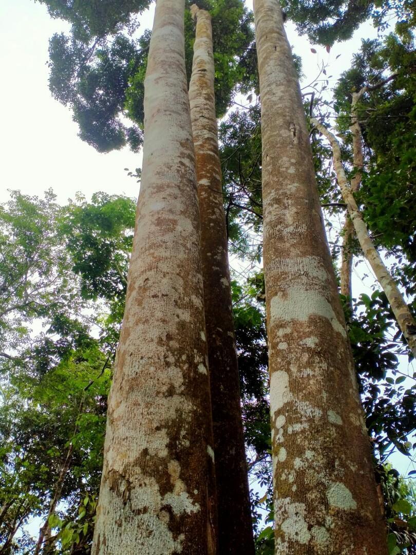 Jual Bibit Gaharu Temanggung