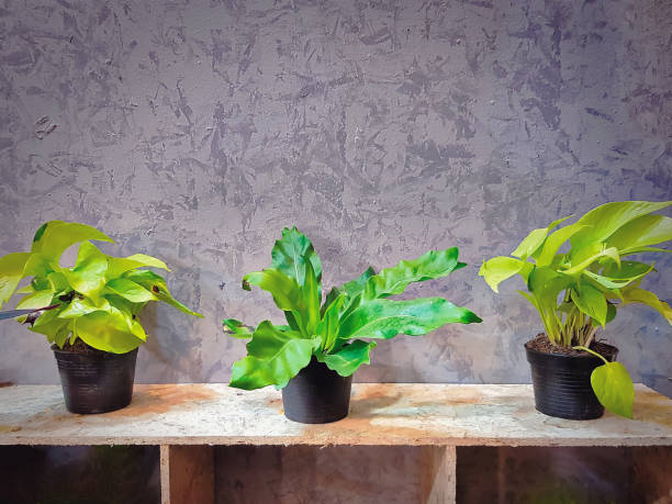 Fresh Green Potted Plants on Shelf for Room Decoration Fresh Green Potted Plants on Shelf Fake Fiddle Leaf Fig Trees stock pictures, royalty-free photos & images