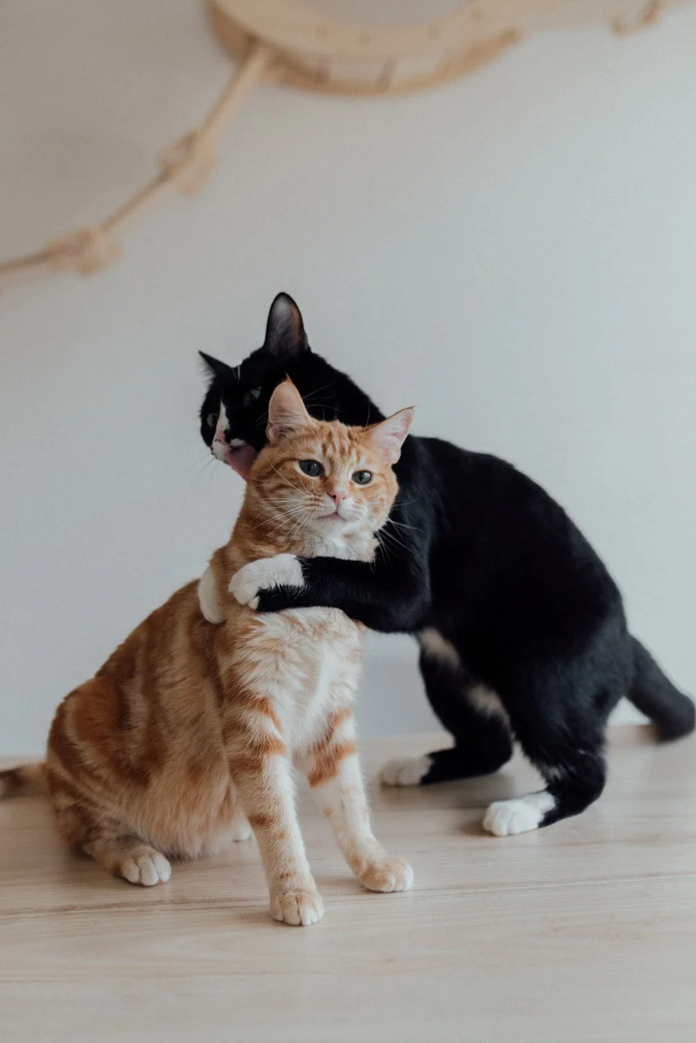 Do Cats Hiss When They Play? | Pet Care Advisors