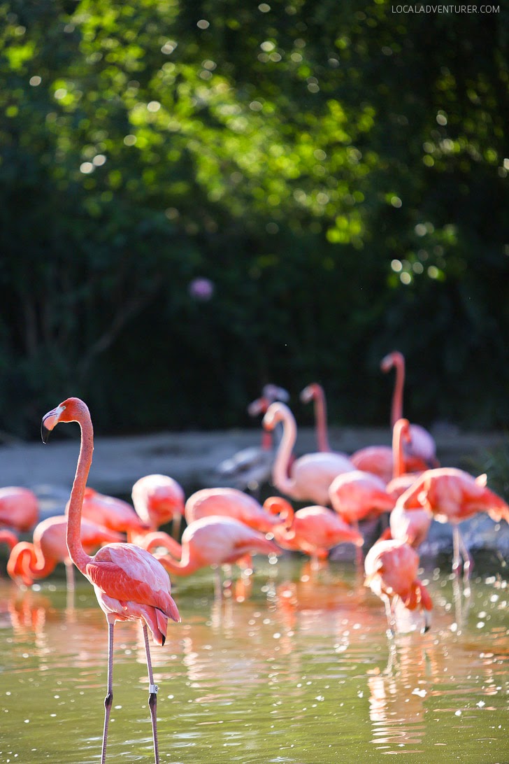 Flamingos Zoo San Diego.