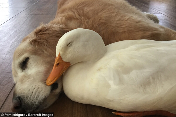 มารู้จัก เป็ด Call duck เป็ดน้อยน่ารักที่สามารถเลี้ยงในบ้านได้เหมือนสุนัข 1