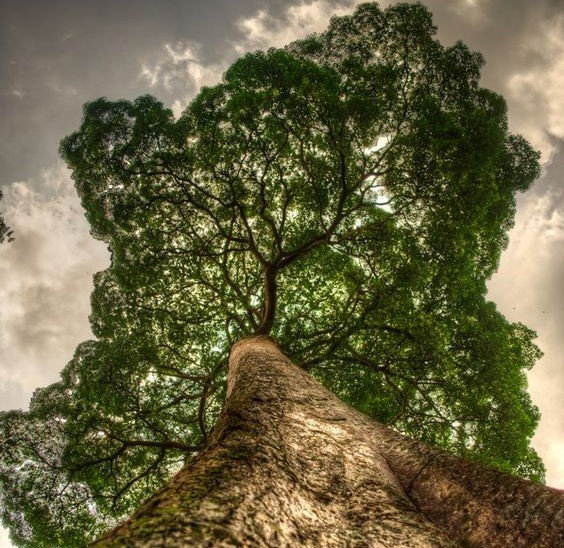 pohon pule pulai