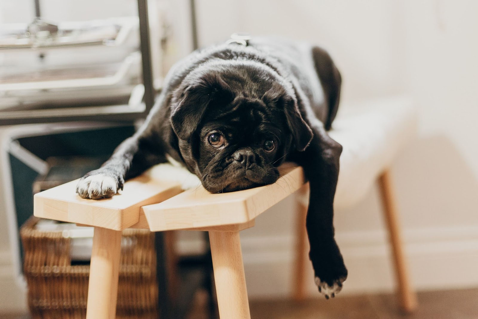 A picture of a black pug laying on a bench, looking very bored.