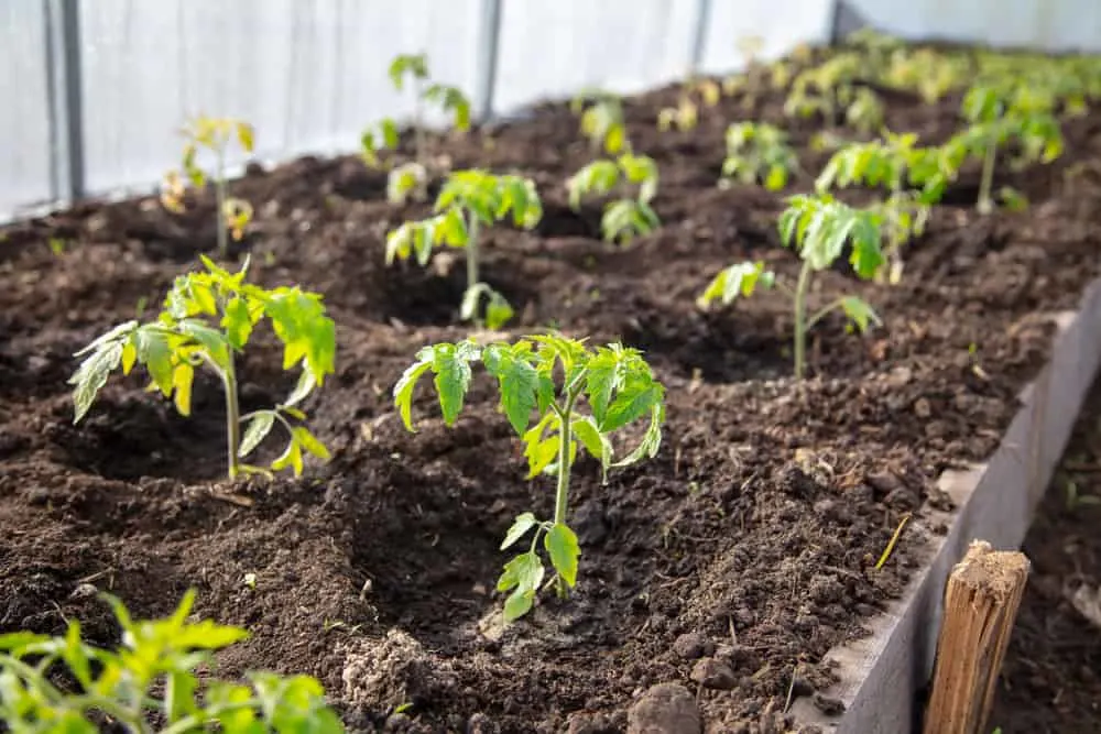 give each plant enough space