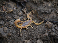 https://upload.wikimedia.org/wikipedia/commons/1/11/..._scorpion_--_Indian_red_scorpion_-_Hottentotta_tamulus_%287385181120%29.jpg