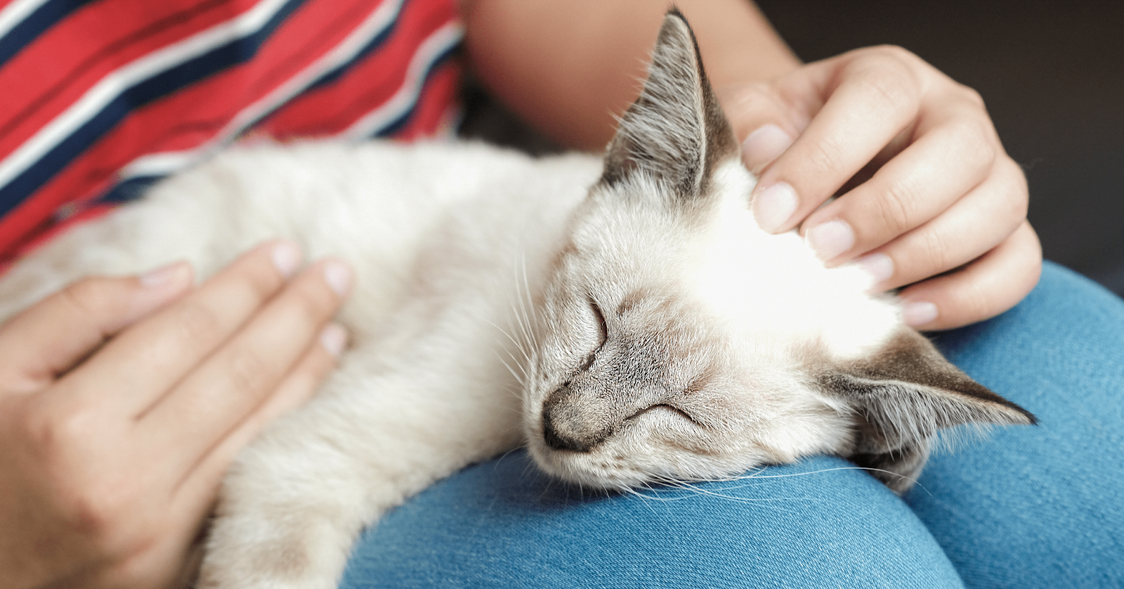 chat calme dort sur les genoux