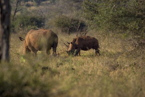 Um rinoceronte filhote junto com a manada de adultos.