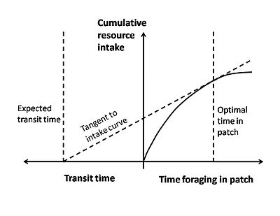 A line graph shows time on the X-axis with transit time in the negative and time foraging in patch in the positive regions. Cumulative resource intake is on the y-axis. The intersection of optimal time in patch in the positive and tangent to intake curve that intersects with expected transit time in the negative direction.