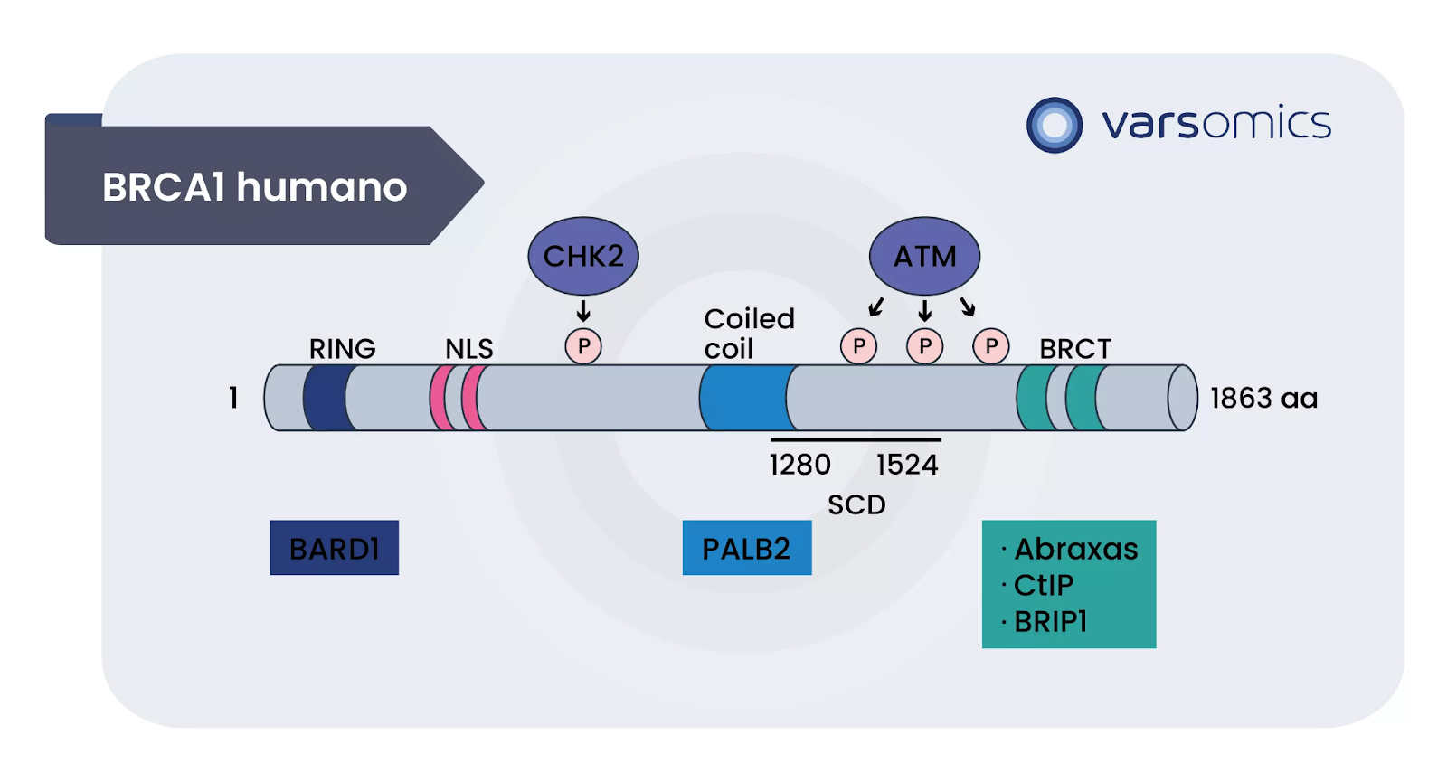 proteína BRCA1: um cilindro cinza com marcações dos domínios de ligação.