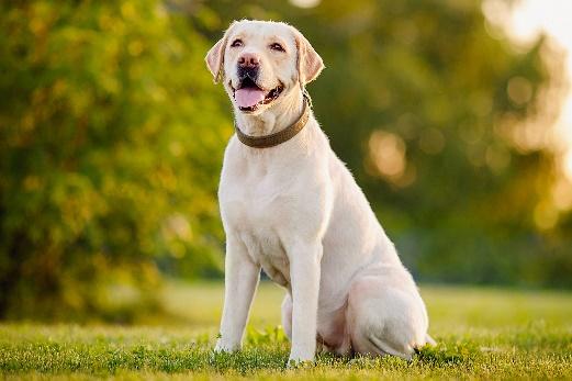 Labrador Retriever (Lab) Dog Breed Information &amp; Characteristics | Daily  Paws