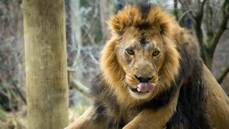 A male lion licking its lips at ZSL London Zoo