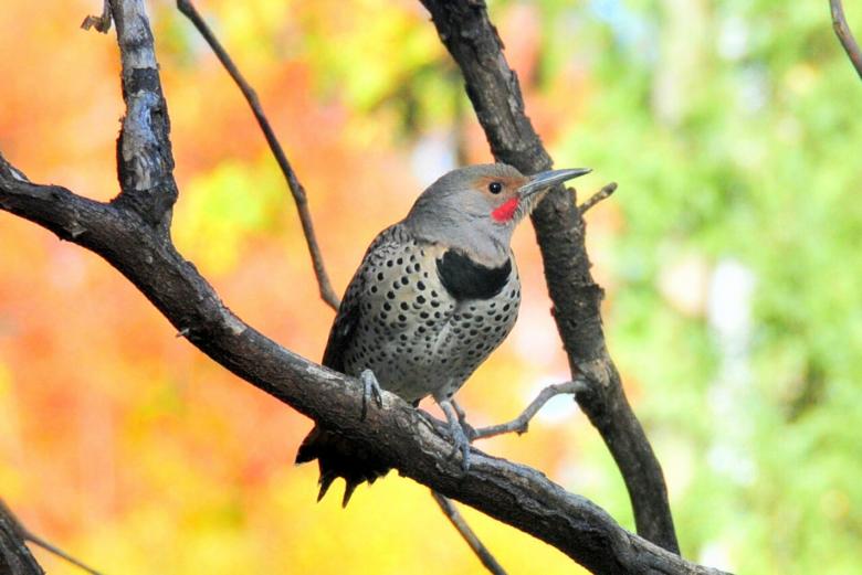 Northern Flicker - Free Stock Photo by Pixabay on Stockvault.net